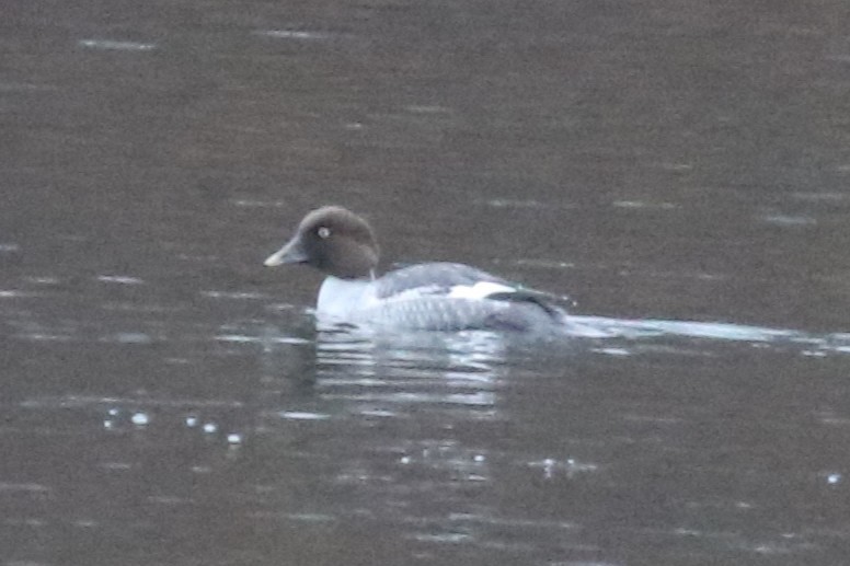 Common Goldeneye - ML646132639