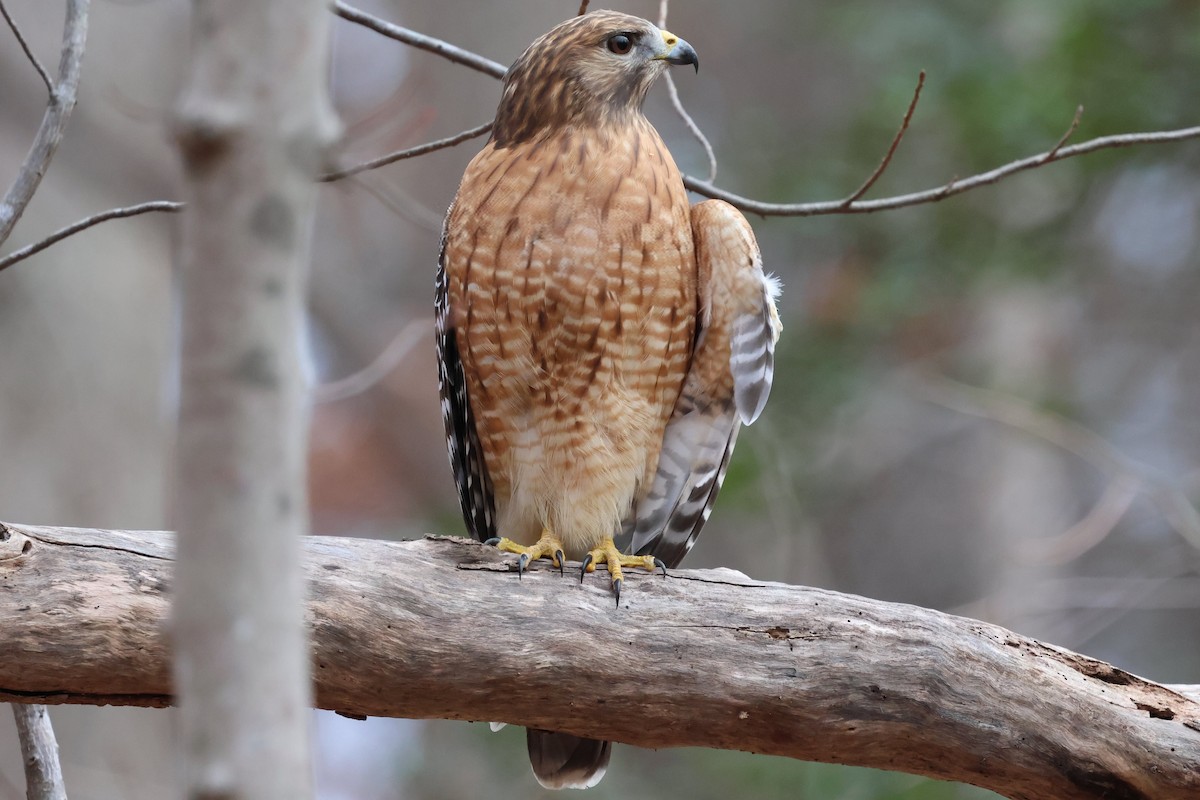 Red-shouldered Hawk - ML646132651
