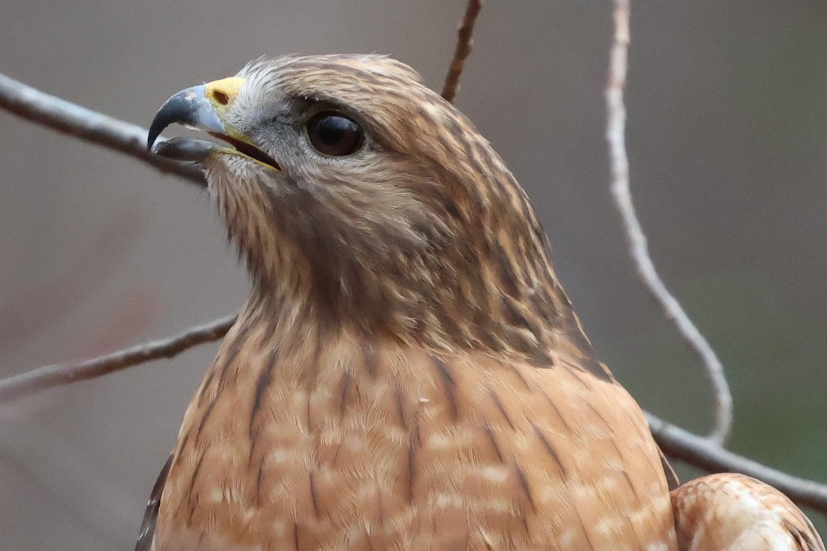 Red-shouldered Hawk - ML646132655