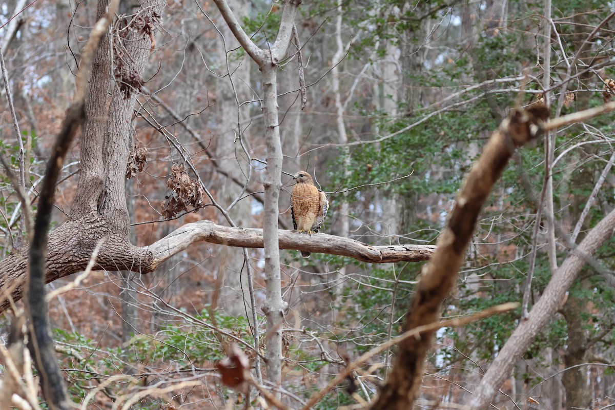 Red-shouldered Hawk - ML646132659
