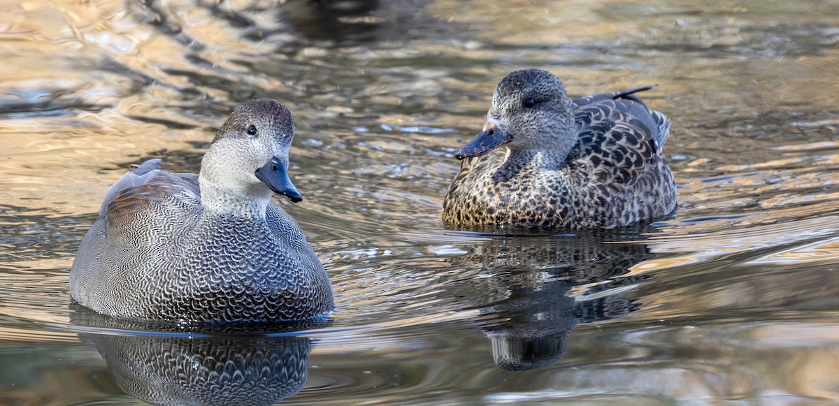 Gadwall - ML646132660