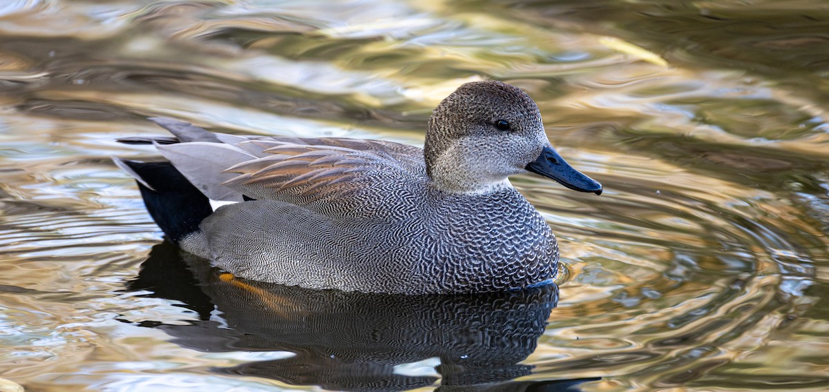 Gadwall - ML646132661