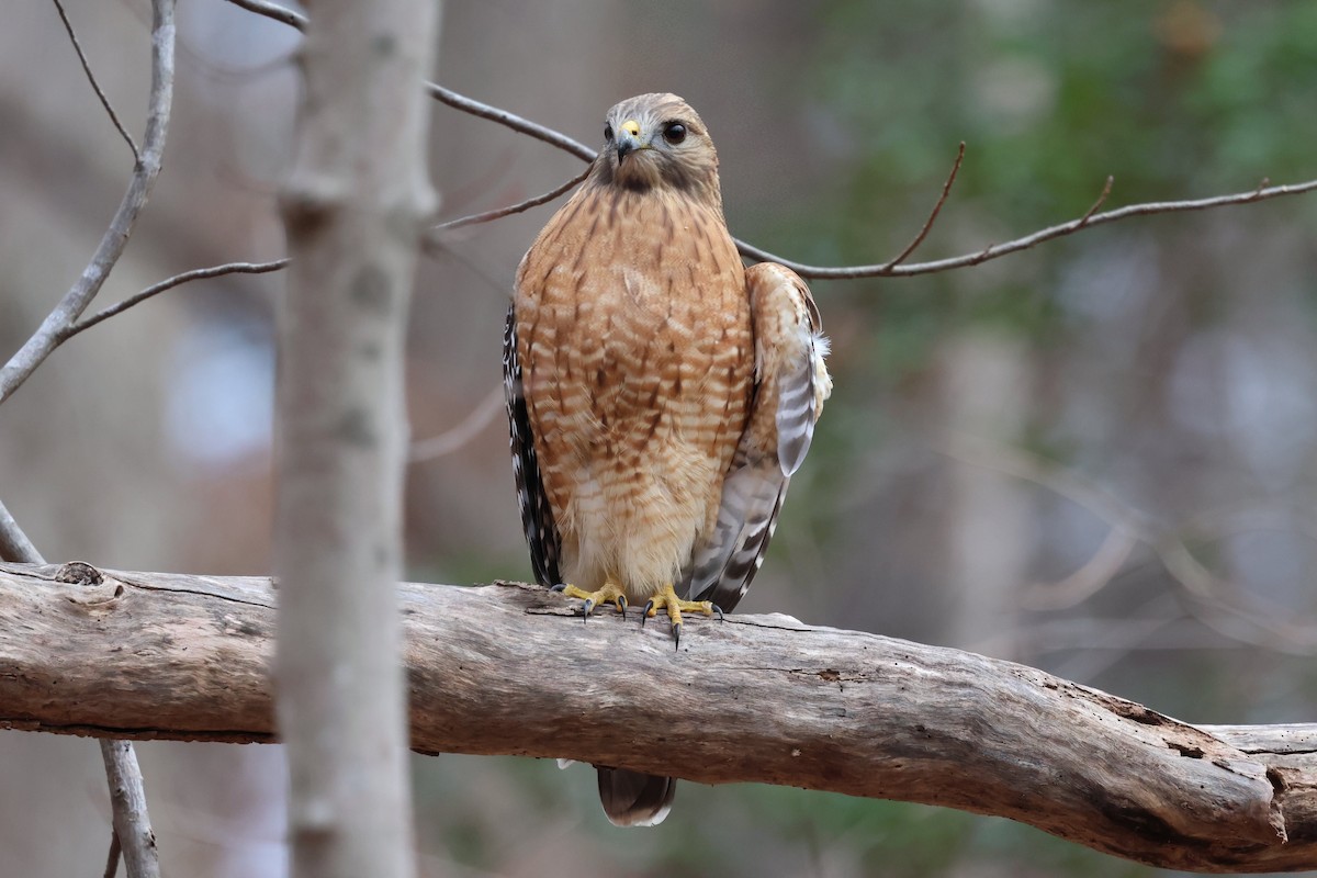 Red-shouldered Hawk - ML646132662