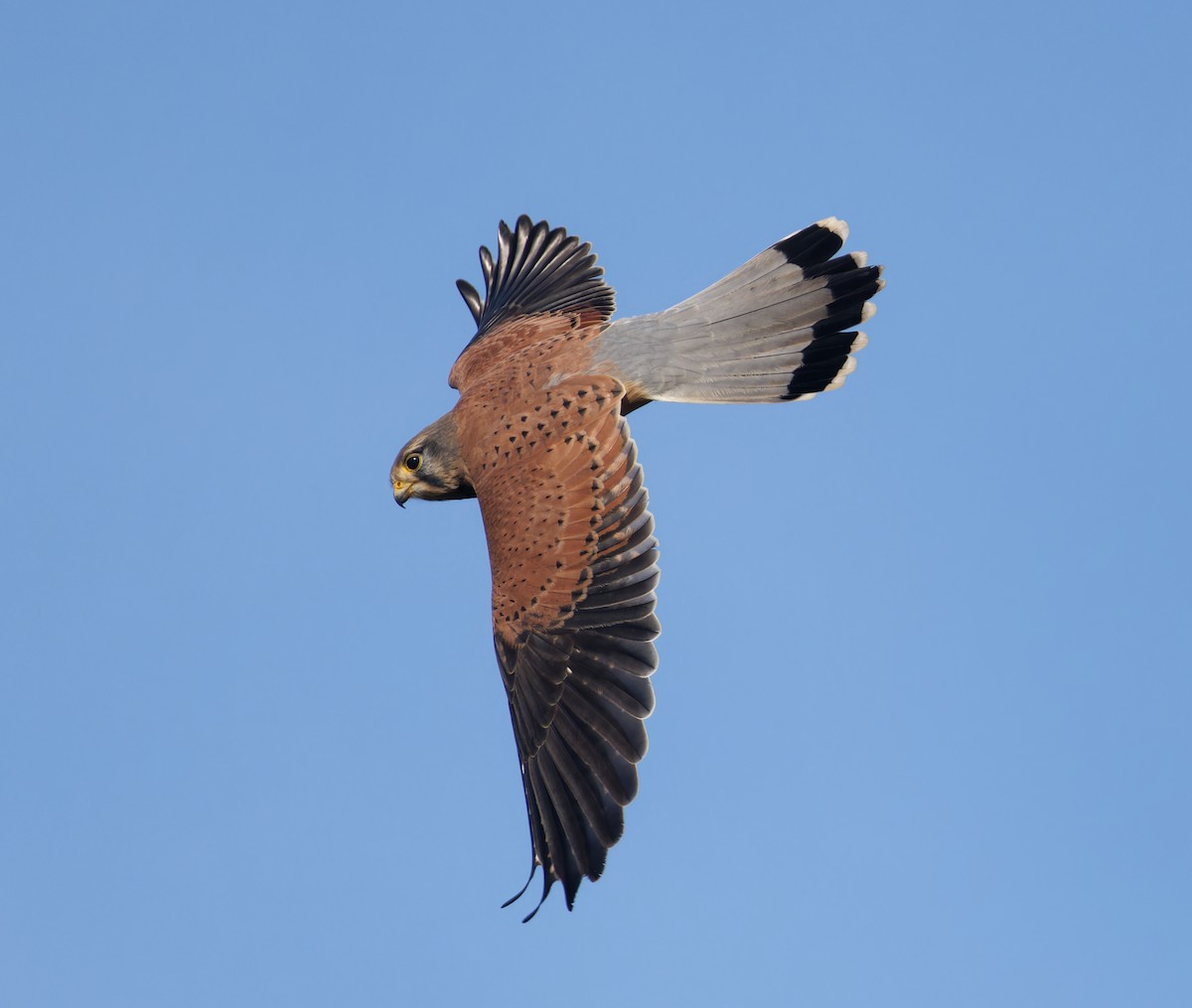 Eurasian Kestrel - ML646132666