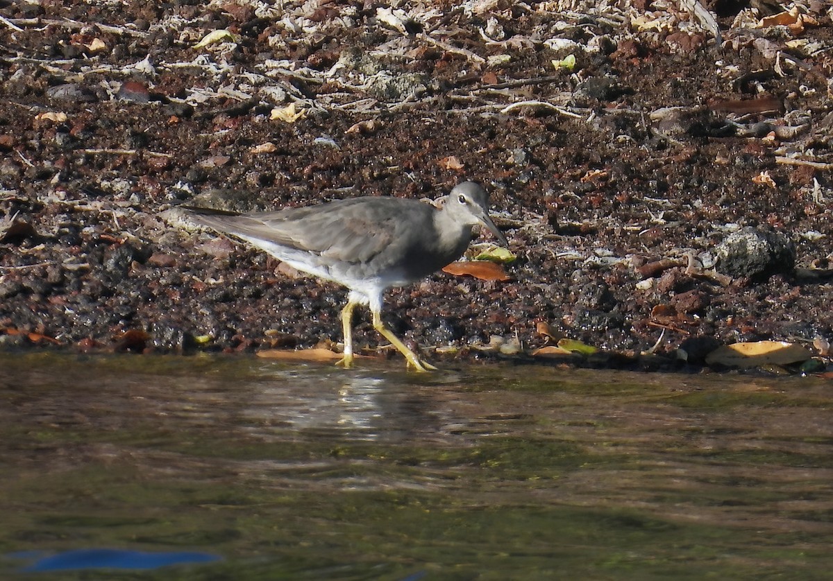 Wandering Tattler - ML646132668