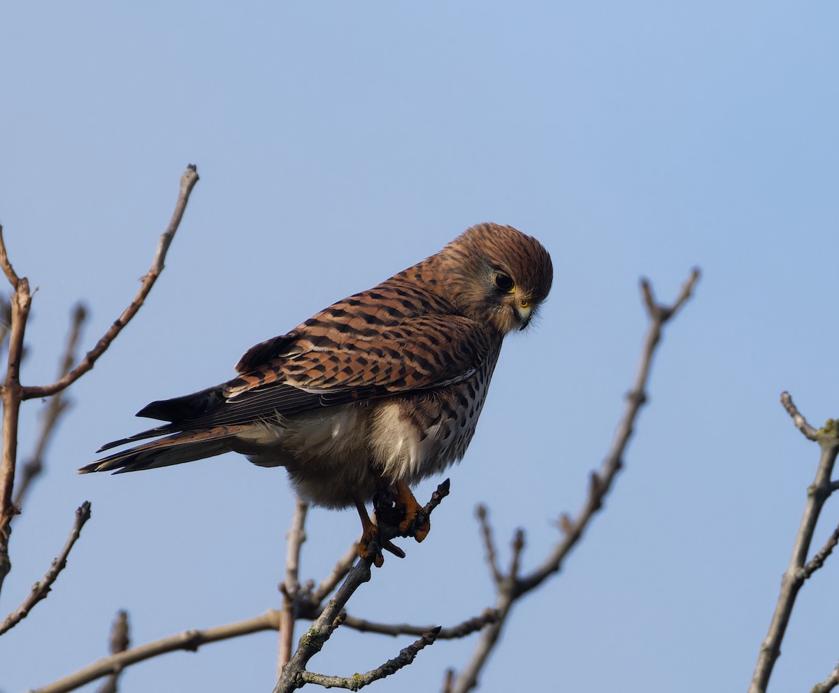 Eurasian Kestrel - ML646132670