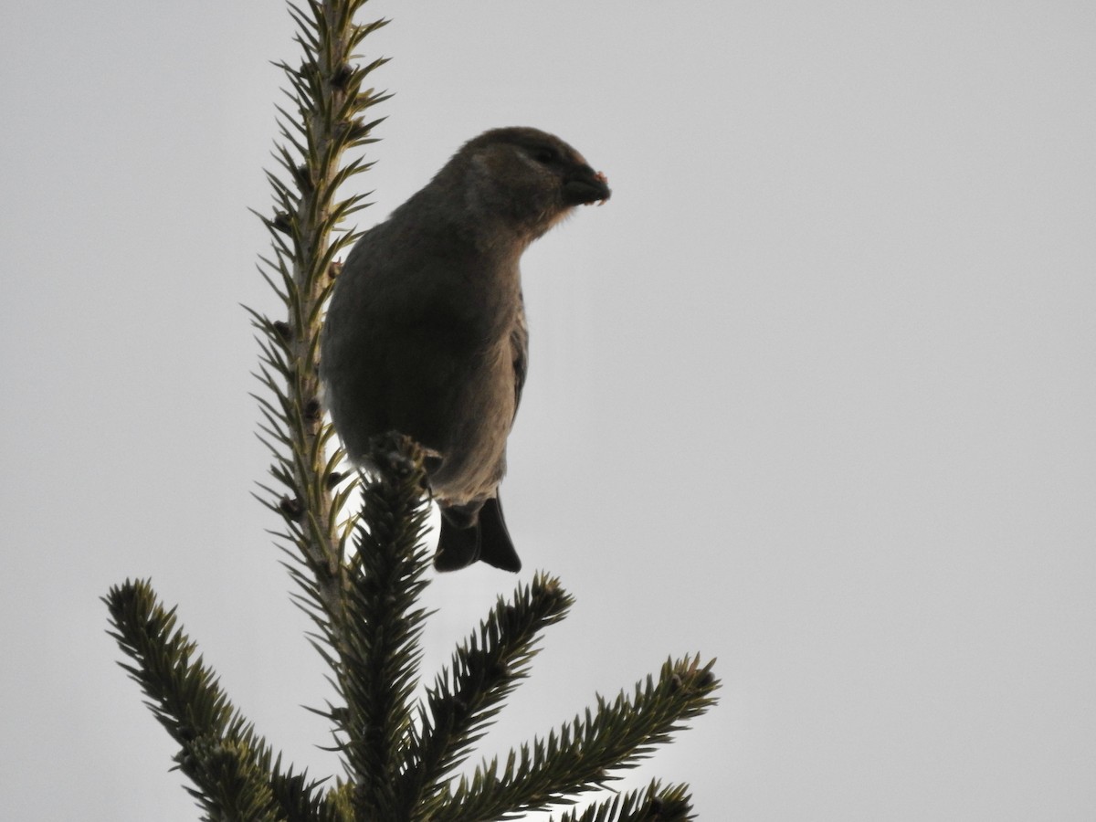 Tayga Çütresi - ML646132680