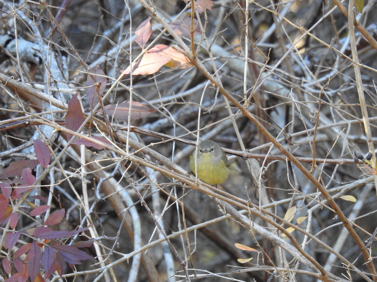 Orange-crowned Warbler - ML646132681