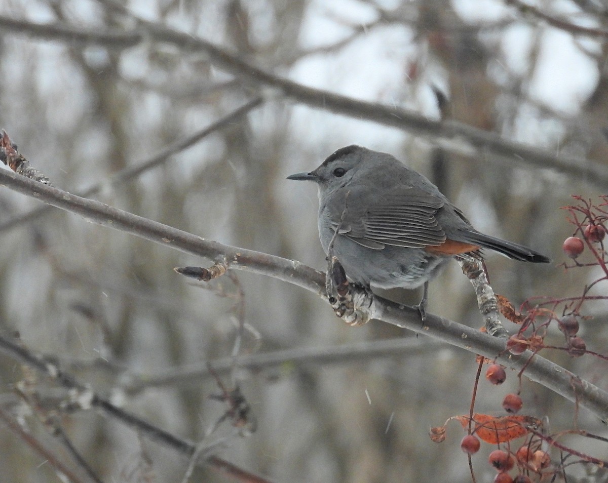 ネコマネドリ - ML646132690