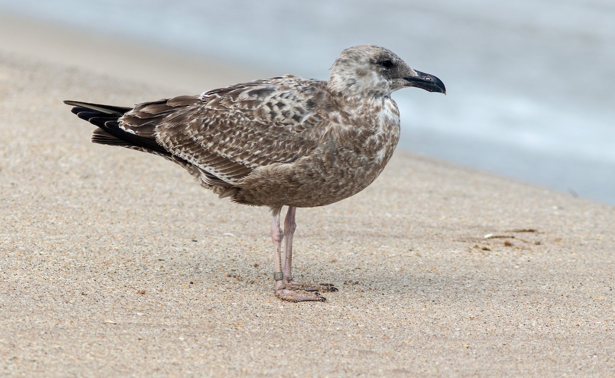 American Herring Gull - ML646132691