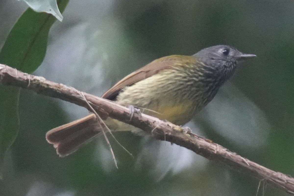 Streak-necked Flycatcher - ML646132695