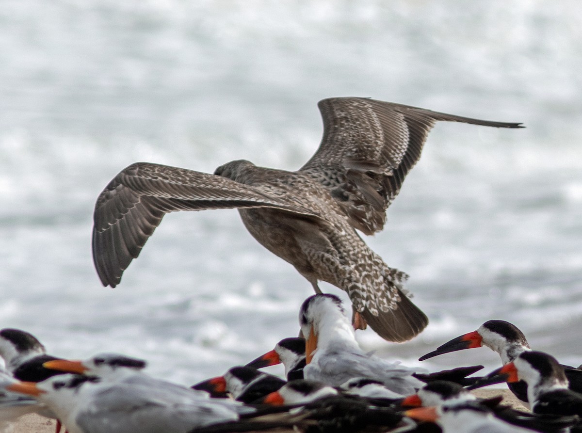 American Herring Gull - ML646132696