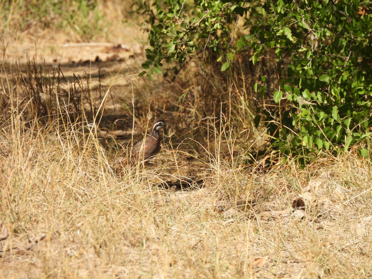 Northern Bobwhite - ML646132697