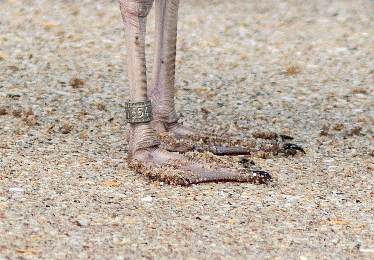 American Herring Gull - ML646132699