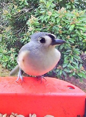 Tufted Titmouse - ML646132704