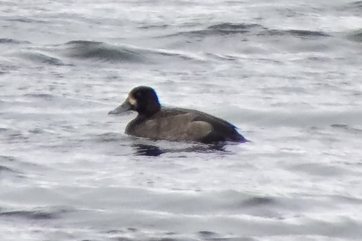 Lesser Scaup - ML646132711