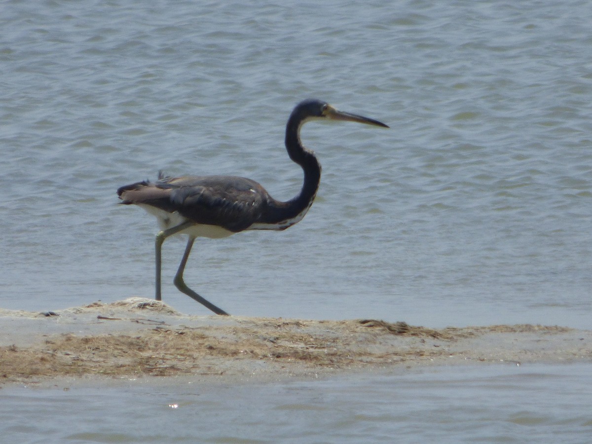 Tricolored Heron - ML646132717