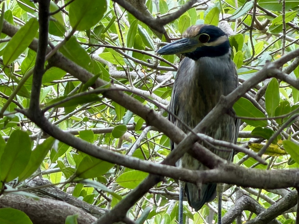 Yellow-crowned Night Heron - ML646132723