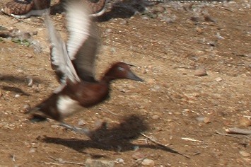 Ferruginous Duck - ML646132725