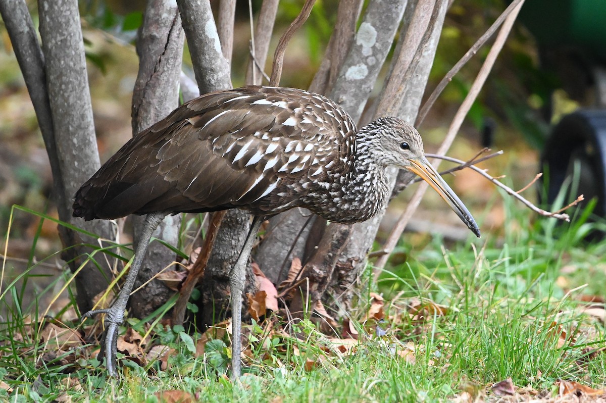 Limpkin - ML646132732