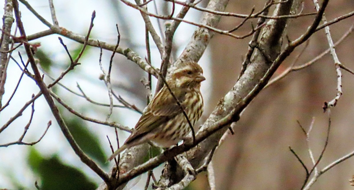Purple Finch - ML646132733