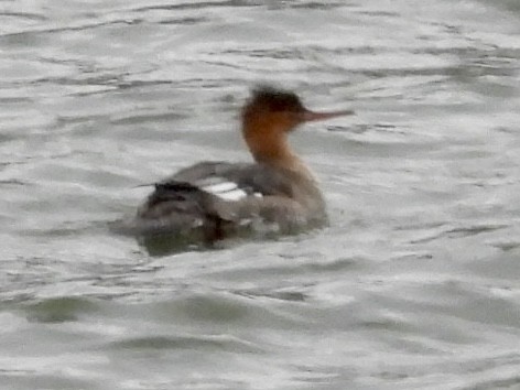 Red-breasted Merganser - ML646132752