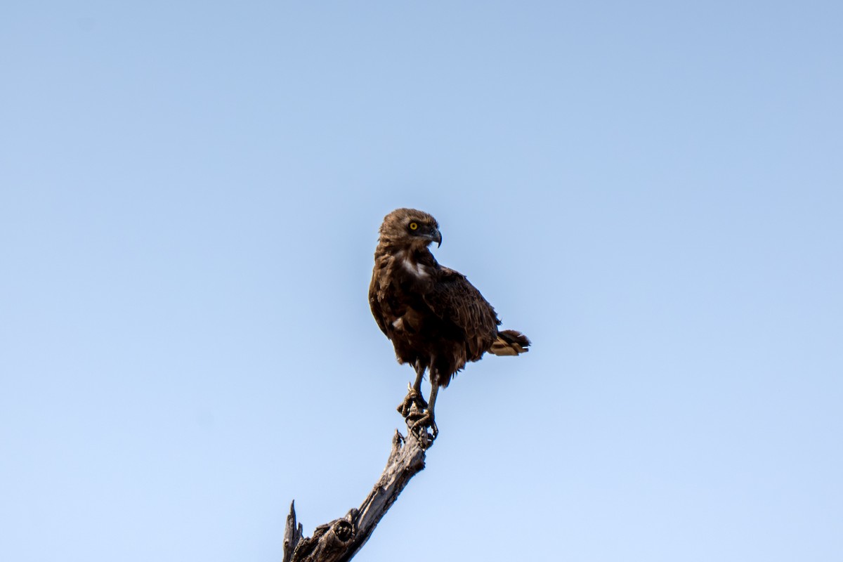 Brown Snake-Eagle - ML646132755