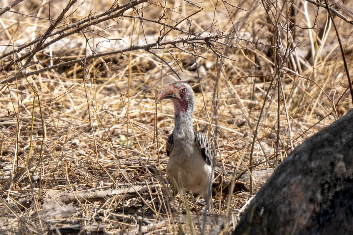 Southern Red-billed Hornbill - ML646132757