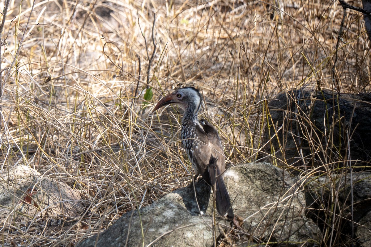 Southern Red-billed Hornbill - ML646132758
