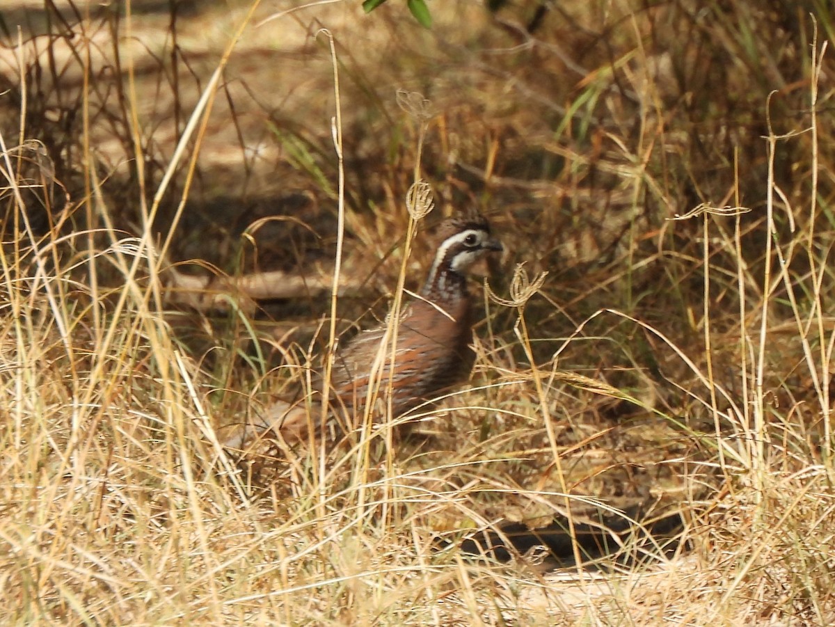 Northern Bobwhite - ML646132763