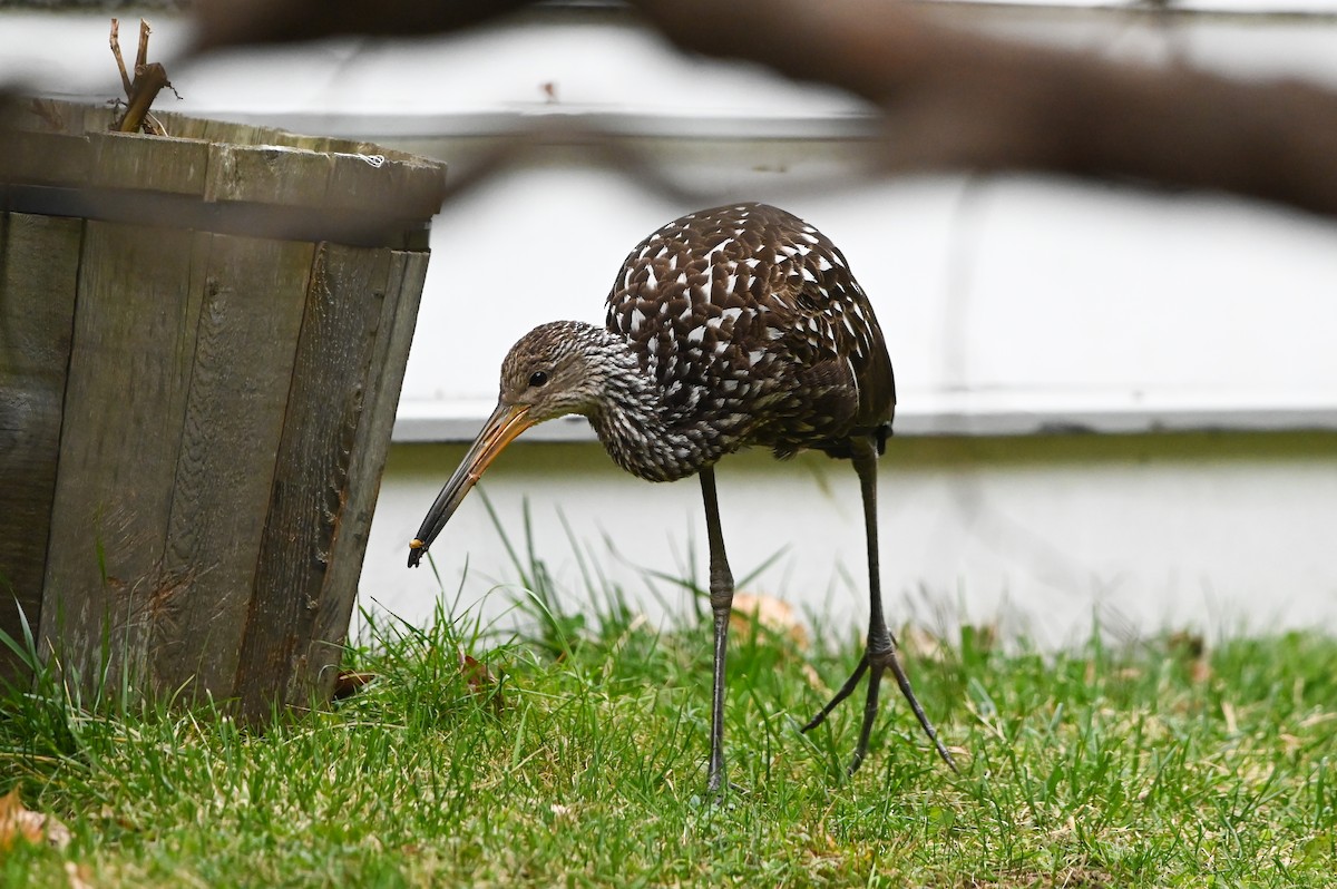 Limpkin - ML646132764