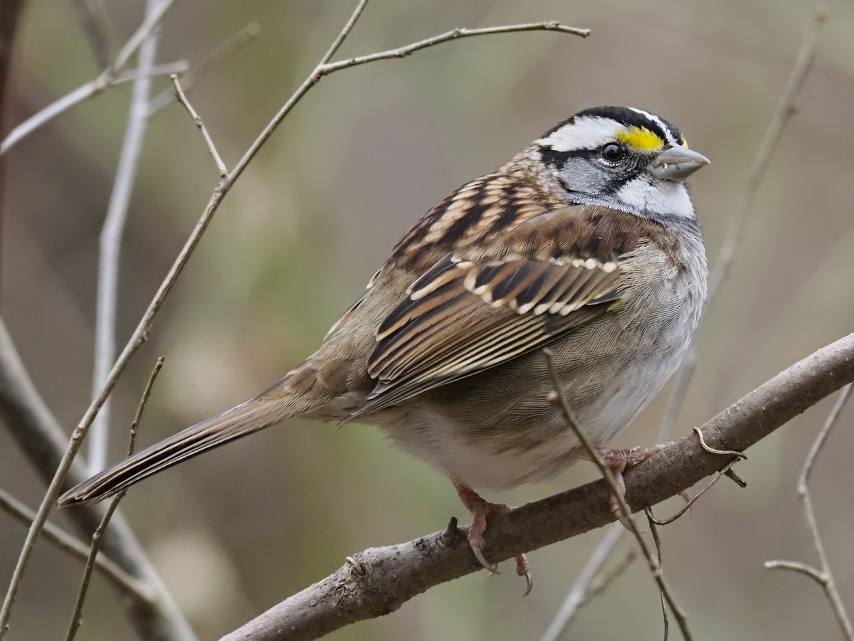 ノドジロシトド - ML646132768