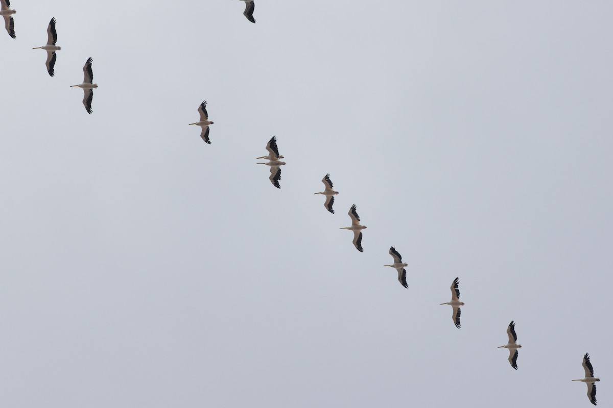 白鵜鶘 - ML646132782