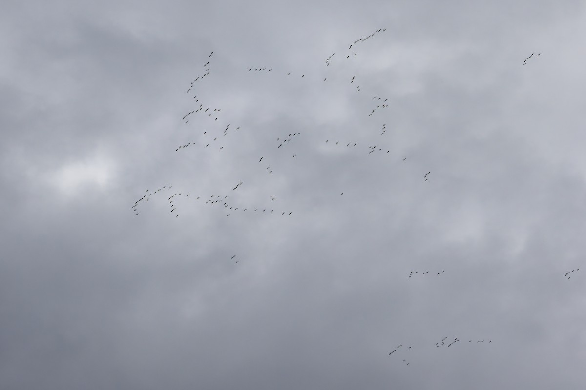 白鵜鶘 - ML646132783