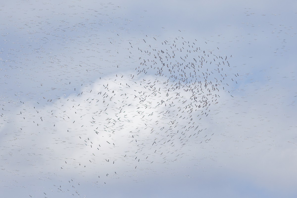 白鵜鶘 - ML646132784