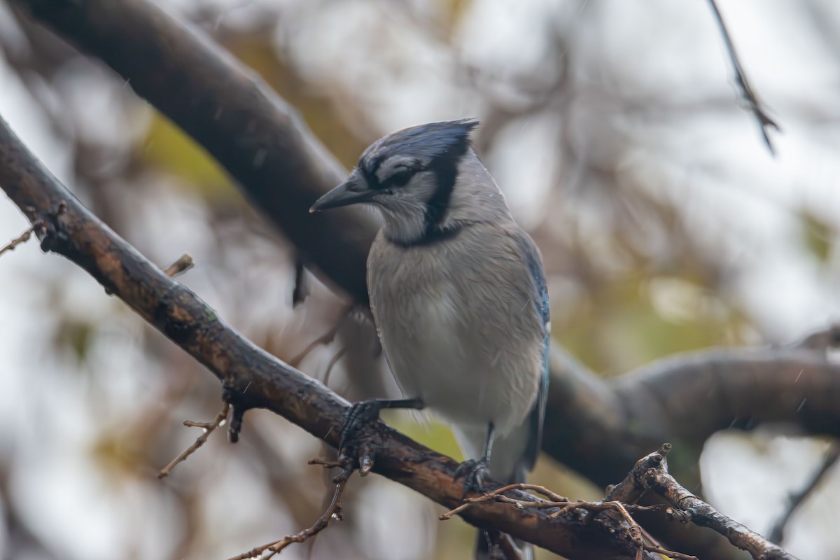 Blue Jay - ML646132786