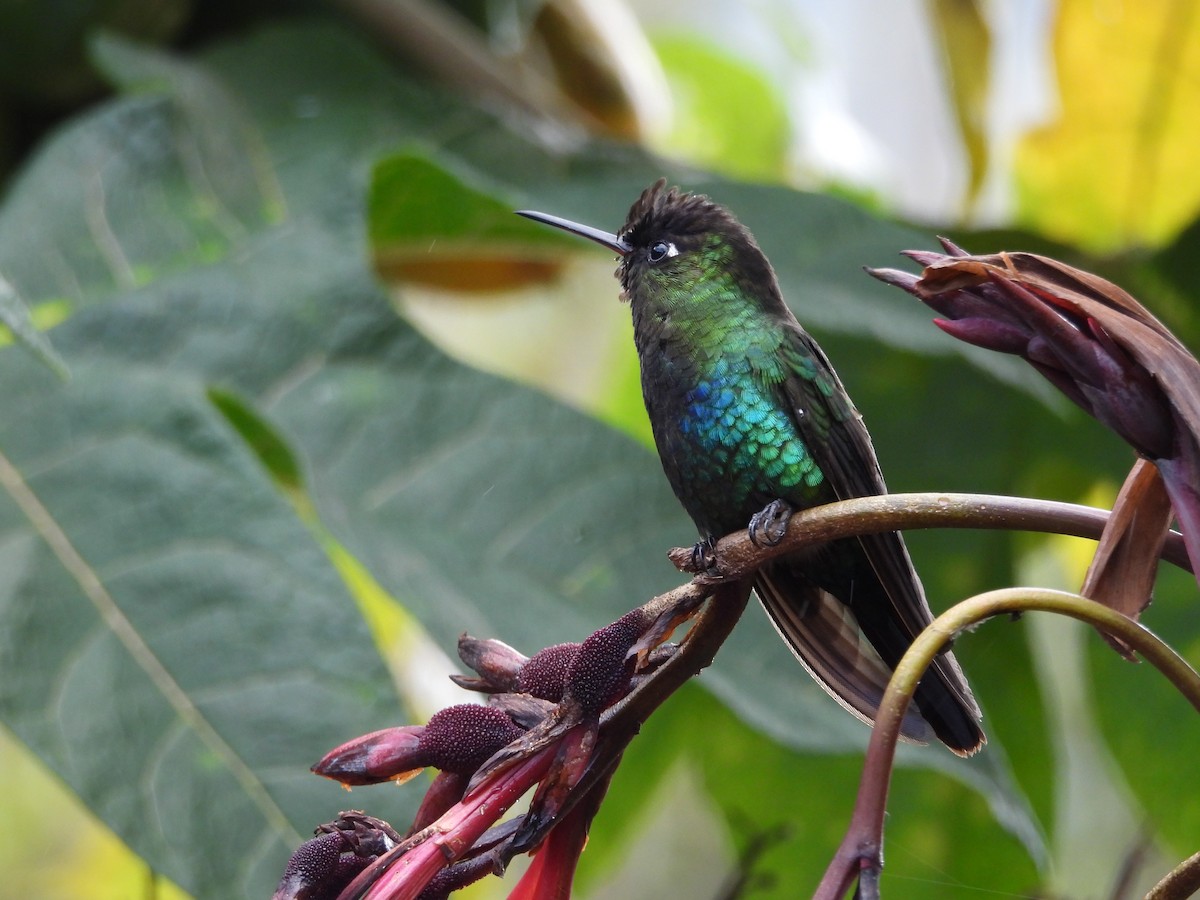 Fiery-throated Hummingbird - ML646132787