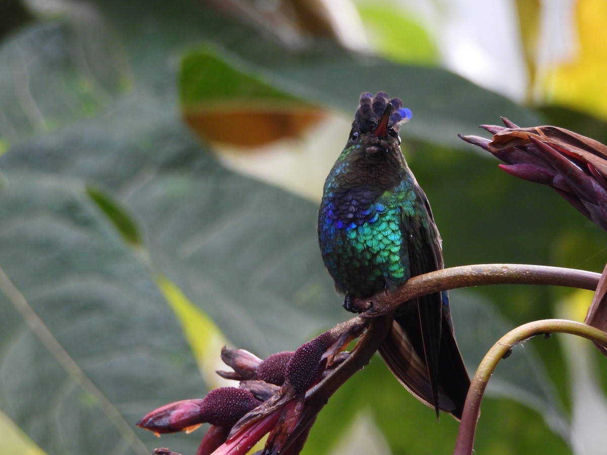 Fiery-throated Hummingbird - ML646132788