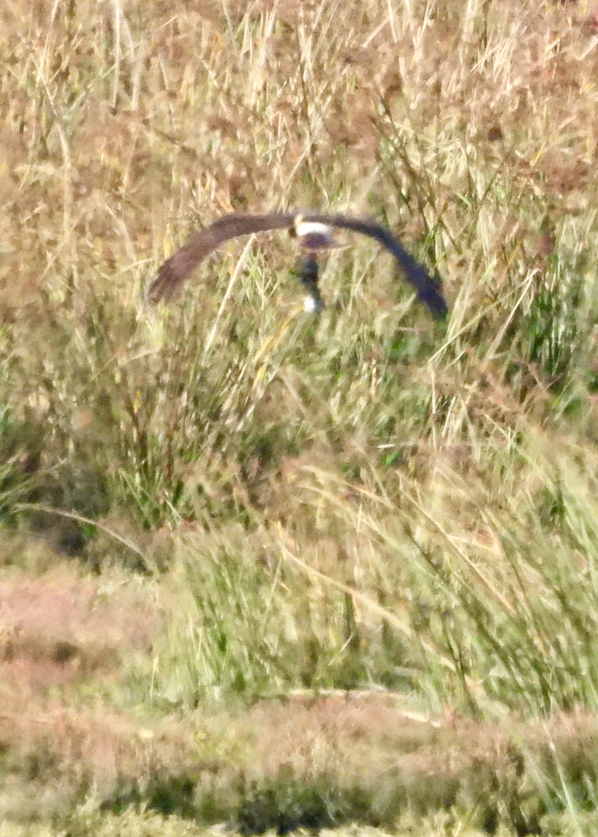 Northern Harrier - ML646132789