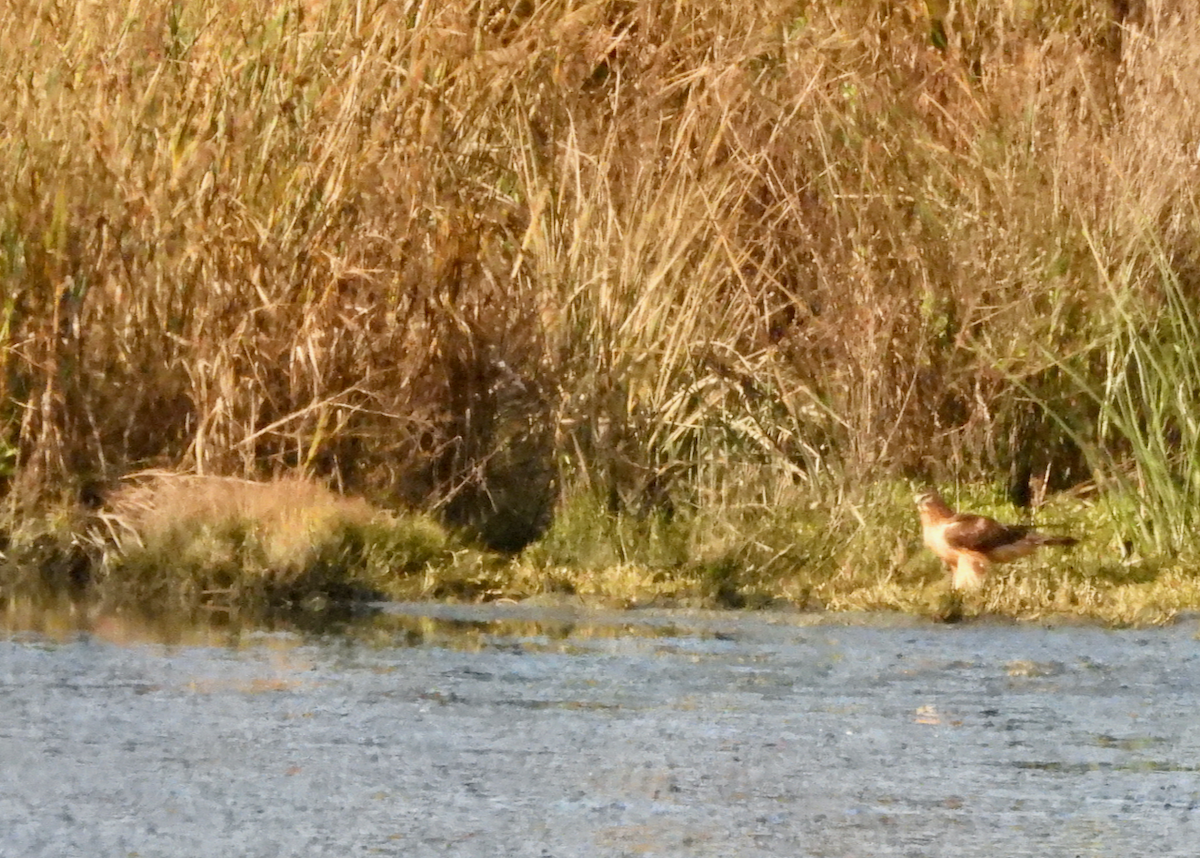 Northern Harrier - ML646132790