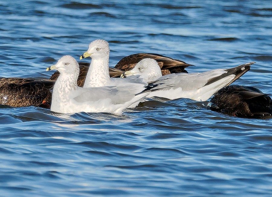 Ring-billed Gull - ML646132791
