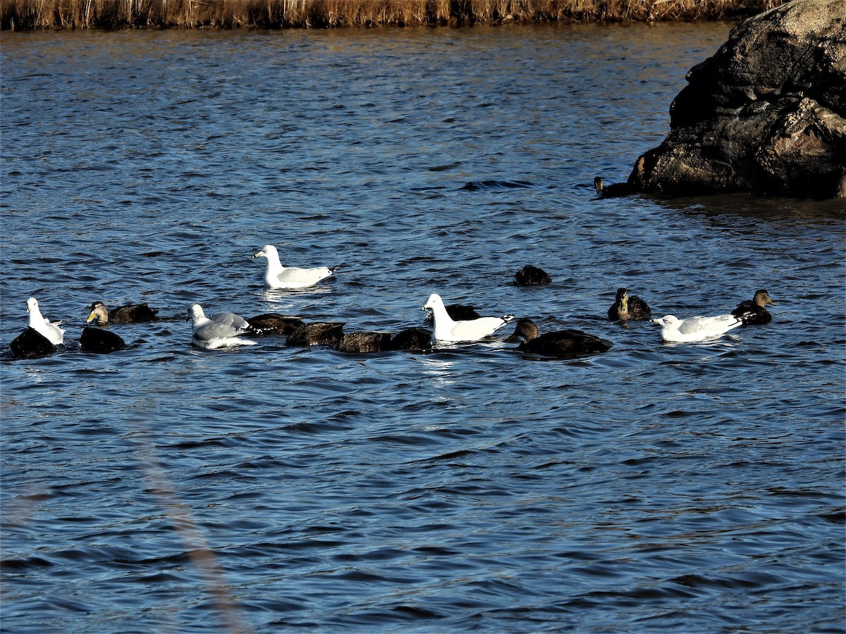 Ring-billed Gull - ML646132792