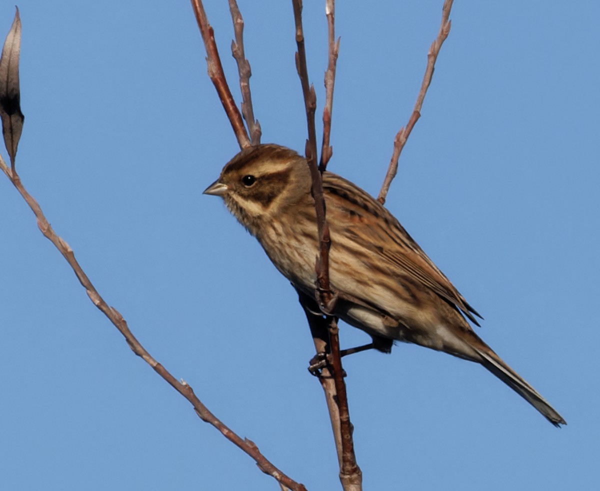 蘆鵐 - ML646132793