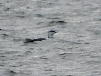 紅喉潛鳥 - ML646132794