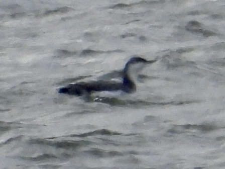 紅喉潛鳥 - ML646132795