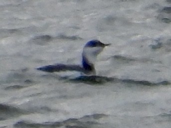 紅喉潛鳥 - ML646132796