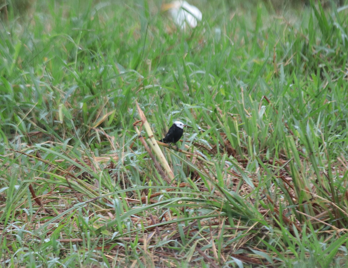 White-headed Marsh Tyrant - ML646132797
