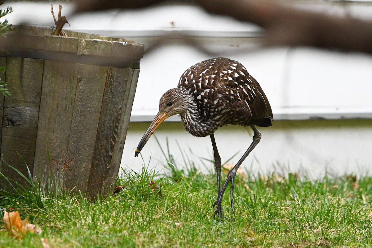 Limpkin - ML646132798