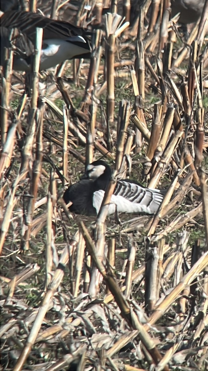 Barnacle Goose - ML646132800