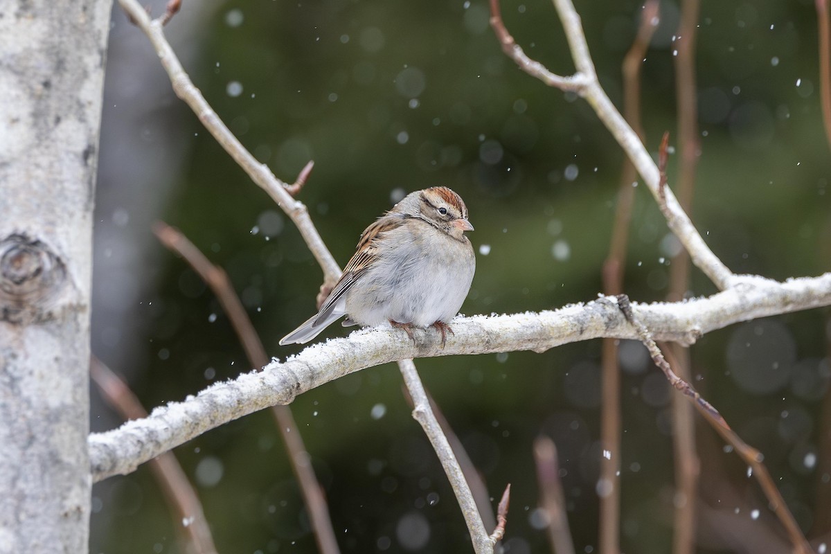 Chipping Sparrow - ML646132803